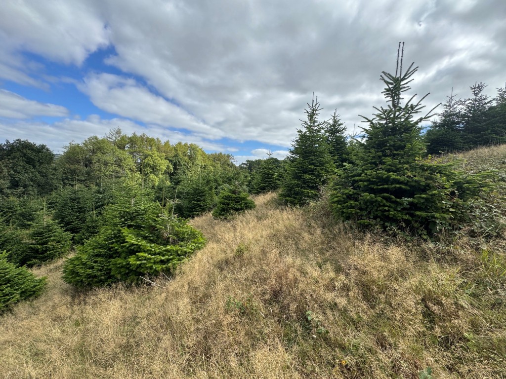Lot: 23 - FREEHOLD SITE EXTENDING TO ALMOST EIGHT ACRES - General view of the plantation 2